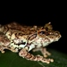 Conical Wart Pygmy Tree Frog - Photo (c) Benjamin Tapley, all rights reserved