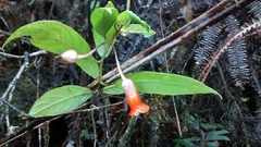 Image of Besleria formosa