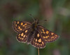 Chequered Skipper - Photo (c) Anne, all rights reserved