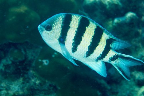 Scissortail Sergeant