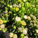 Agathosma geniculata - Photo (c) prix_burgoyne, todos os direitos reservados, uploaded by prix_burgoyne