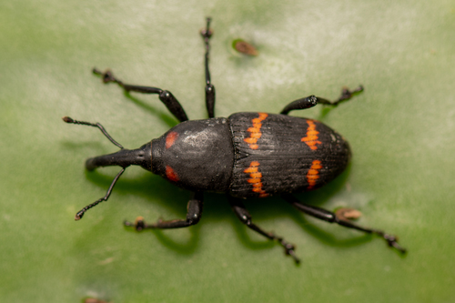 Cactus Weevil