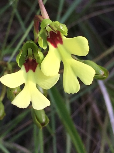 Cynorkis flexuosa