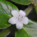 Small-leaved Lasianthus - Photo (c) WK Cheng, all rights reserved, uploaded by WK Cheng