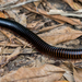 Giant African Millipede - Photo (c) Rogério Ferreira, all rights reserved, uploaded by Rogério Ferreira