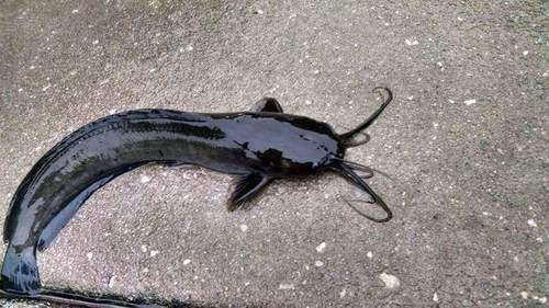 how did the walking catfish get to florida