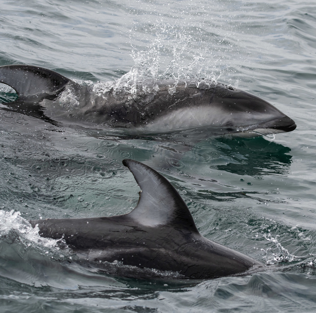 Pacific White-sided Dolphin