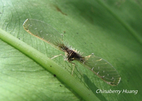 Parapeggia taiwana · iNaturalist