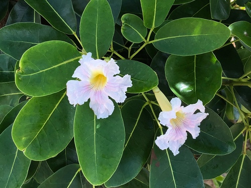 white cedar (Tabebuia heterophylla)