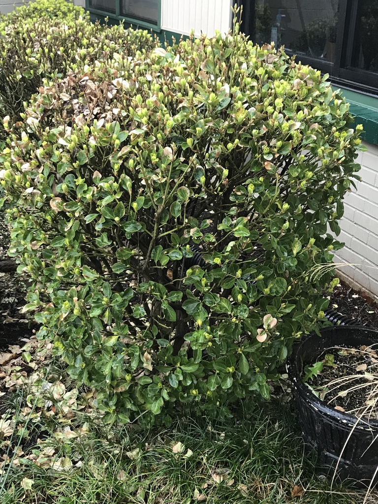 flowering plants from 2454 Altamahaw Union Ridge Rd, Burlington, NC, US on February 26, 2018 at