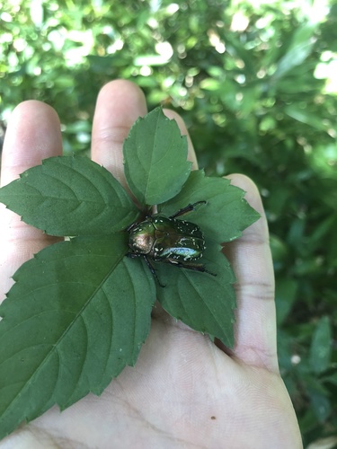 Protaetia lenzi · iNaturalist