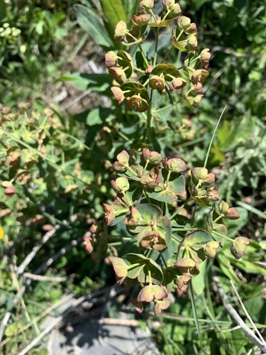 Euphorbia glaberrima
