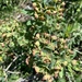 Euphorbia glaberrima - Photo (c) Giorgi Natsvlishvili, all rights reserved, uploaded by Giorgi Natsvlishvili