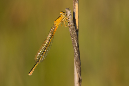 Ischnura pumilio