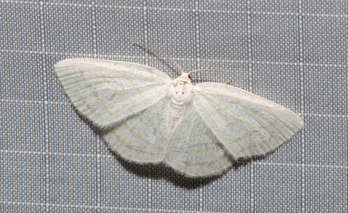Four-lined Cream Moth (Cabera quadrifasciaria)