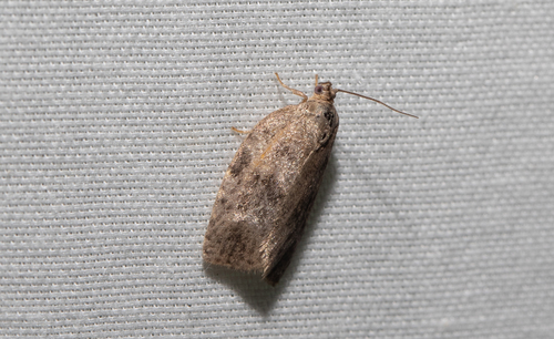 Large Aspen Tortrix (Choristoneura conflictana)