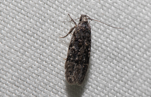 Xenolechia ontariensis