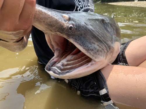 American Paddlefish