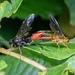 Large Tenthredopsis - Photo (c) Marco Huang, all rights reserved, uploaded by Marco Huang