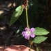 Melochia spicata - Photo (c) swallkite, todos os direitos reservados