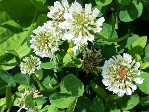 white clover