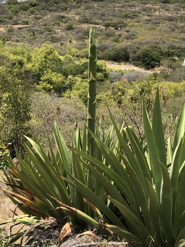 Agave karatto