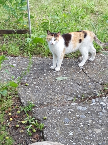 Domestic Cat