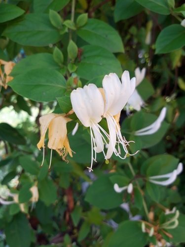 Japanese honeysuckle