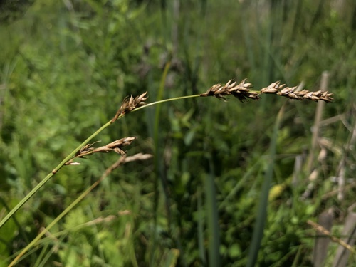 Carex prairea
