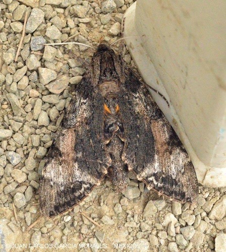 Rimosus Sphinx