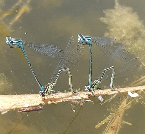 Pasaginė strėliukė nuotrauka