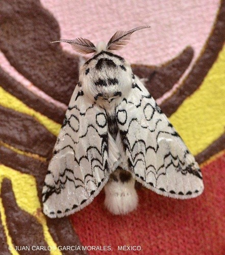 Cerura rarata · iNaturalist