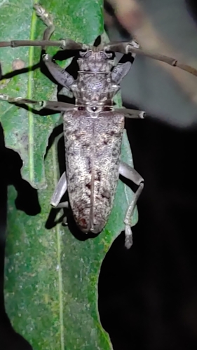 Acalolepta grossescapus