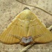 Eulepidotis modestula - Photo (c) Juan Carlos Garcia Morales, all rights reserved, uploaded by Juan Carlos Garcia Morales