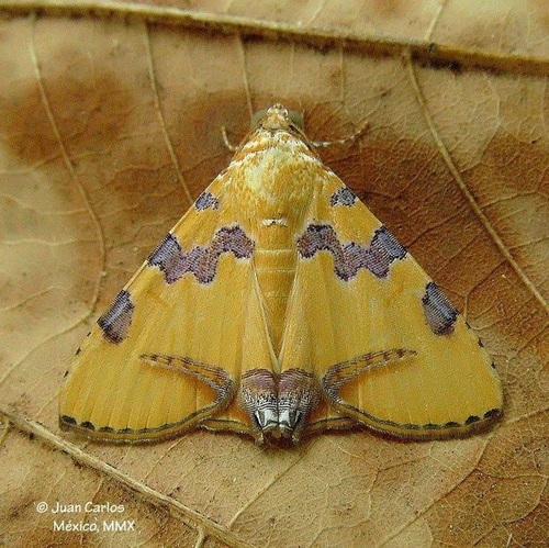 Eulepidotis hermura Schaus, 1898