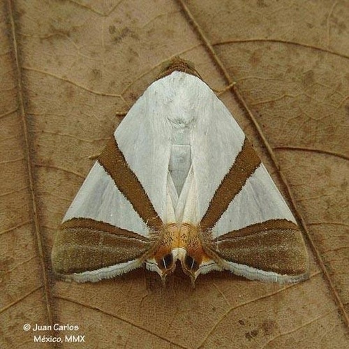 Eulepidotis rectimargo Guenée, 1852