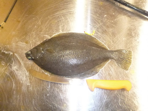 Sand Dab