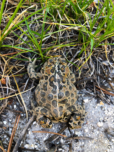 iNaturalist observation photo of Yosemite Toad