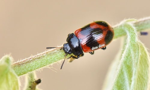 Gonioctena flexuosa · iNaturalist