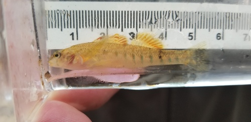 Cherokee Darter
