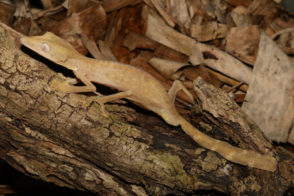 Lined Flat-tail Gecko