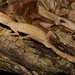 Uroplatus lineatus - Photo (c) cenote, todos los derechos reservados, uploaded by cenote