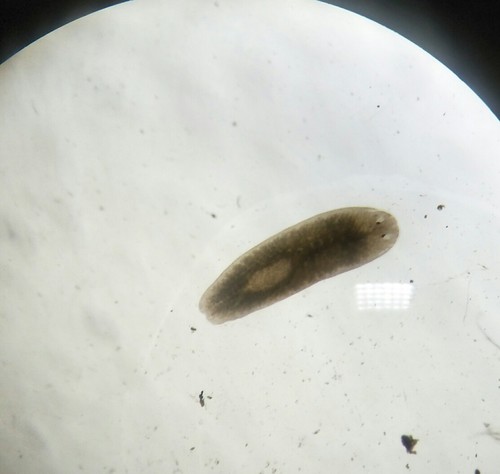 Genus Cura · iNaturalist