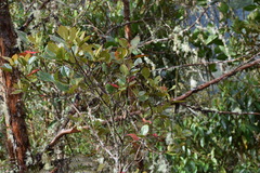 Weinmannia balbisiana image