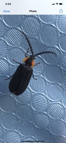 Black Firefly