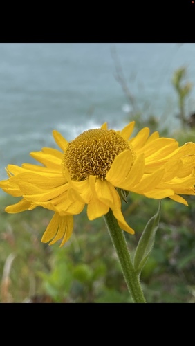 Helenium bolanderi A.Gray