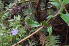 Valeriana crassifolia image