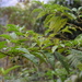 Solanum psychotrioides - Photo (c) fjroldan, all rights reserved