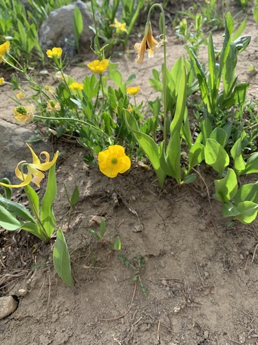 Ranunculus eschscholtzii var. eximius
