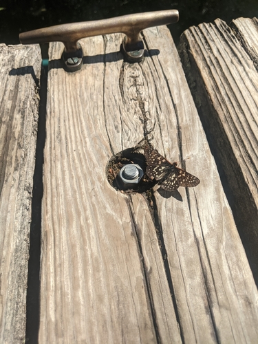 iNaturalist observation photo of Variable Checkerspot